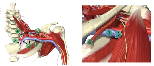 Ultrasound-Guided Subclavian Vein Catheterization: Evidence and