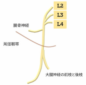 図1. 鼡径靭帯の下を走行する大腿神経と、鼡径靭帯より頭側で分岐する腸骨神経の図。