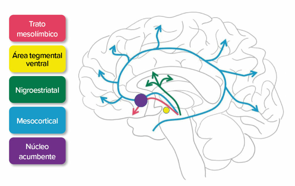 Figura 1. Liberação de dopamina. A dopamina ativa o trato mesolímbico, o trato mesocortical e a via nigroestriatal. Essa via se estende das áreas tegmentais ventrais até o núcleo acumbente, responsável pela sensação de euforia após o uso da metanfetamina.<sup>7</sup><br /> Fonte: Adaptado de SITNBoston. Haynes et al, 2018.<sup>7</sup><br /> <a href="https://sitn.hms.harvard.edu/flash/2018/dopamine-smartphones-battle-time/" target="_blank" rel="noopener">https://sitn.hms.harvard.edu/flash/2018/dopamine-smartphones-battle-time/</a><br /> Acessado em 16 de abril de 2021.