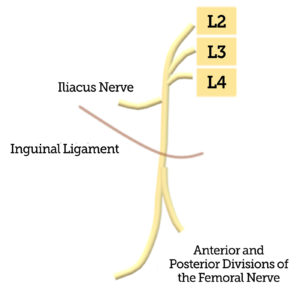 Figure 1. Illustration of the femoral nerve coursing underneath the inguinal ligament, and the iliacus nerve branching off more proximal to the inguinal ligament.