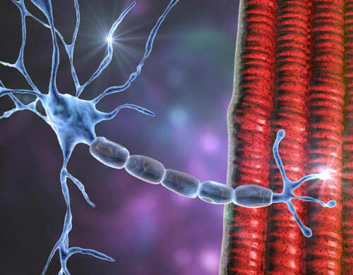 Neuromuscular Transmission