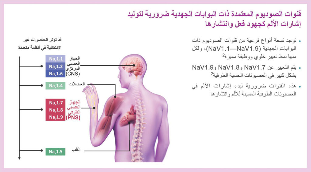 الشكل 1: قنوات الصوديوم ذات البوابات الجهدية المرتبطة بانتشار إشارات الألم. تم الحصول على إذن بالاستخدام من شركة Vertex Pharmaceuticals.