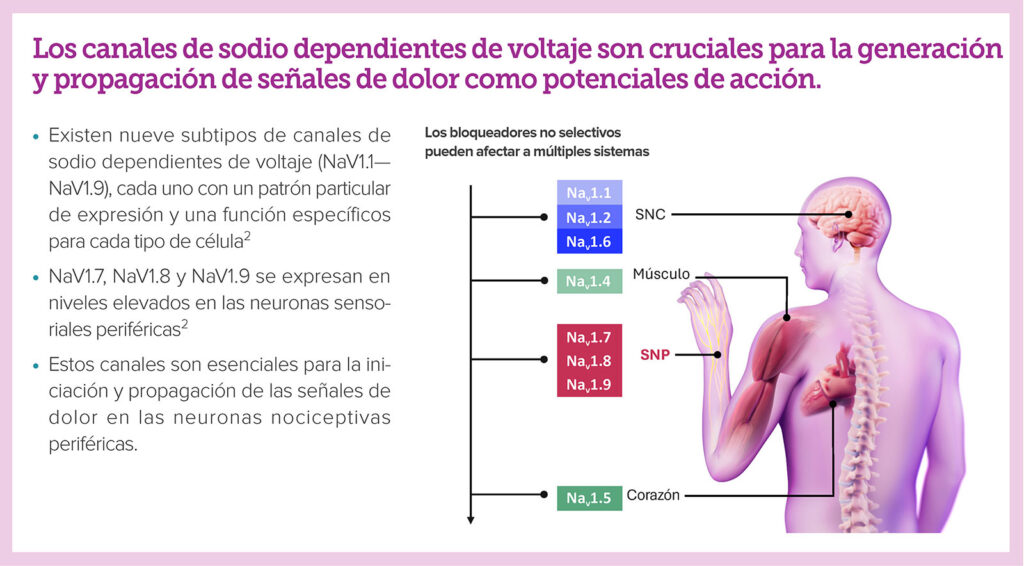 Figura 1: Canales de sodio regulados por voltaje asociados con la propagación de las señales de dolor. Uso autorizado por Vertex Pharmaceuticals.