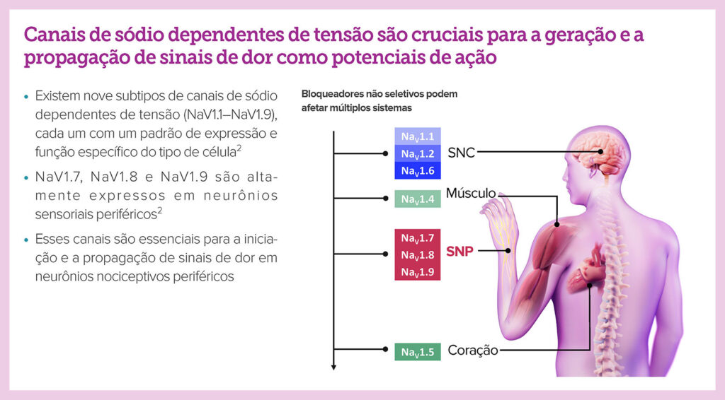 Figura 1: Canais de sódio voltagem-dependentes associados à propagação de sinais de dor. Usado com permissão da Vertex Pharmaceuticals.