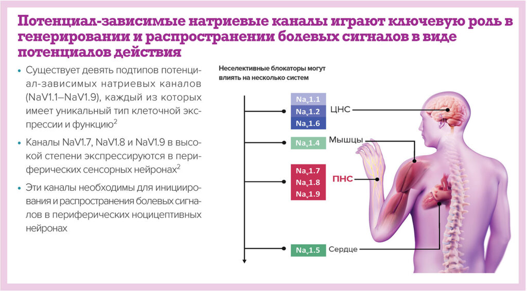 Рис. 1. Потенциал-зависимые натриевые каналы, связанные с распространением болевых сигналов. Используется с разрешения компании Vertex Pharmaceuticals.