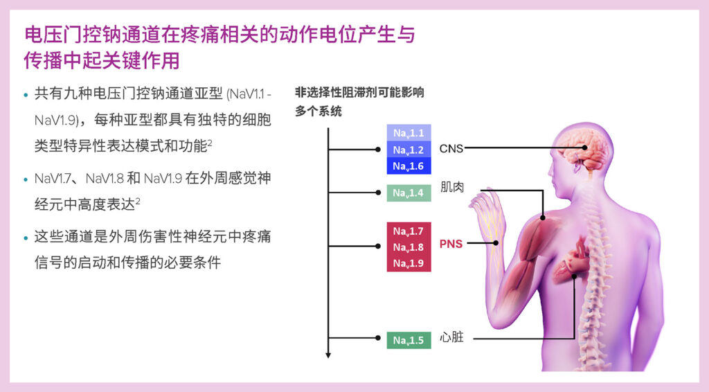 图 1：与疼痛信号传播相关的电压门控钠通道。经 Vertex Pharmaceuticals 许可使用。