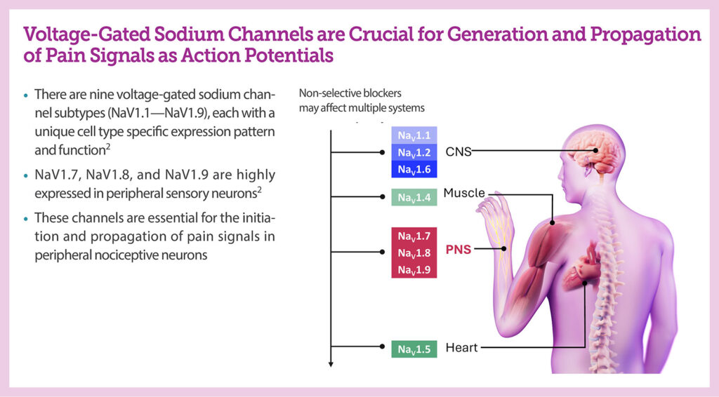 Figure 1: Voltage-gated sodium channels associated with the propagation of pain signals. Used with permission from Vertex Pharmaceuticals.